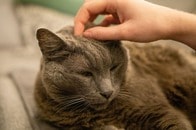 「猫が言葉をしゃべった」心揺さぶる老猫の叫び声...認知症介護のリアル