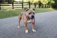 【動画】ピットブル×グレートピレニーズが生んだ奇跡？ ミックス犬のユニークな耳