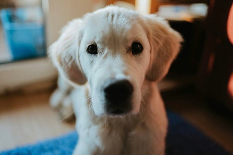 赤ちゃんが寝る部屋から音が...母親がモニターで見た「忠犬の姿」とは（写真はイメージです）　Oana Popa-Costea-Unsplash