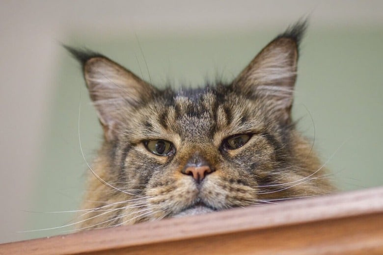 （写真はイメージです）　Chase D\'animulls-Shutterstock