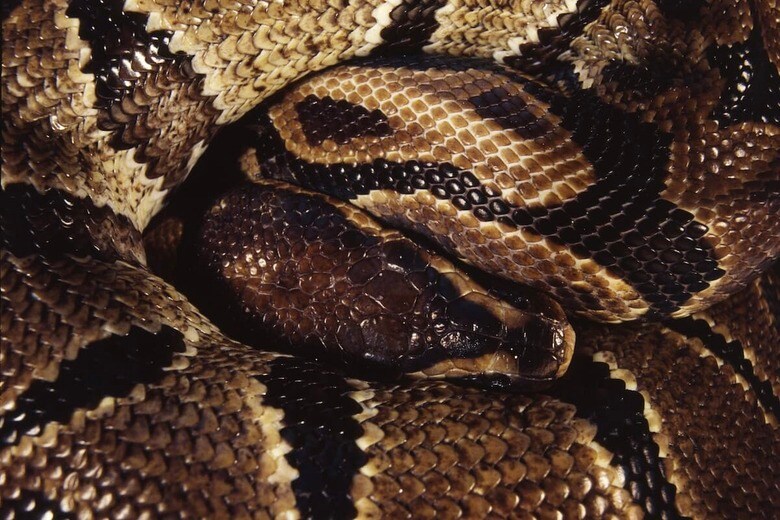 （写真はイメージです）　Eugen Zolotov-Shutterstock