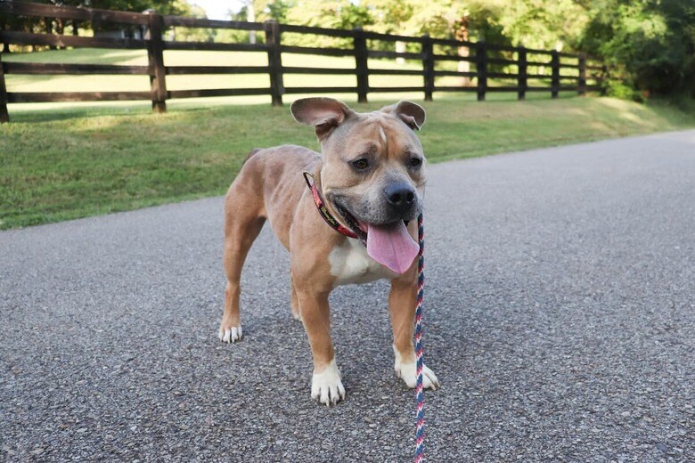 ミックス犬はユニークな特徴を持つことが多い（写真はイメージです）　Laura Roberts -Unsplash