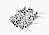 酸素呼吸をしない多細胞生物が初めて確認される