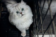 【動画】里親募集の子猫、白い毛の上でうごめいていたのは...
