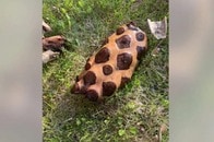 「すごく変な臭い」「顔がある」道端で発見した「謎の物体」...脂身のような質感、その正体とは？