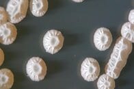 抗生物質を極力使用しない畜産物生産へ…アサヒバイオサイクルが切り拓く、持続可能な畜産の未来