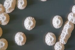 抗生物質を極力使用しない畜産物生産へ…アサヒバイオサイクルが切り拓く、持続可能な畜産の未来