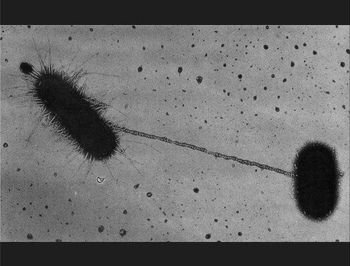 大腸菌が接合して遺伝情報をやり取りする　Courtesy of Charles C. Brinton Jr. (NIH)