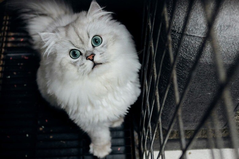 助けを必要としている猫はたくさんいる（写真はイメージです）　Chanroro-Unsplash
