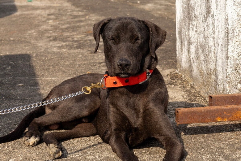 （写真はイメージです）　Yashika Lanjewar-Shutterstock