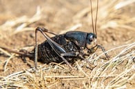 無数のキリギリスが住宅を完全包囲...状況は日々悪化...衝撃映像に仰天