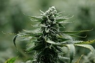 医療大麻の新時代到来か 「大麻先進国」カナダ企業が薬品開発を加速