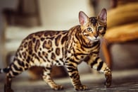 その構えはもしかして...猫が「より速く走る方法」を習得してしまった瞬間