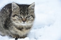 小さな命を救え！大雪の中で死にそうだった子猫、「どうすれば？」の問いかけにネット結集