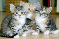 3匹のはずが15匹生まれちゃった...想定外の「子猫ぎゅうぎゅう」が可愛すぎる