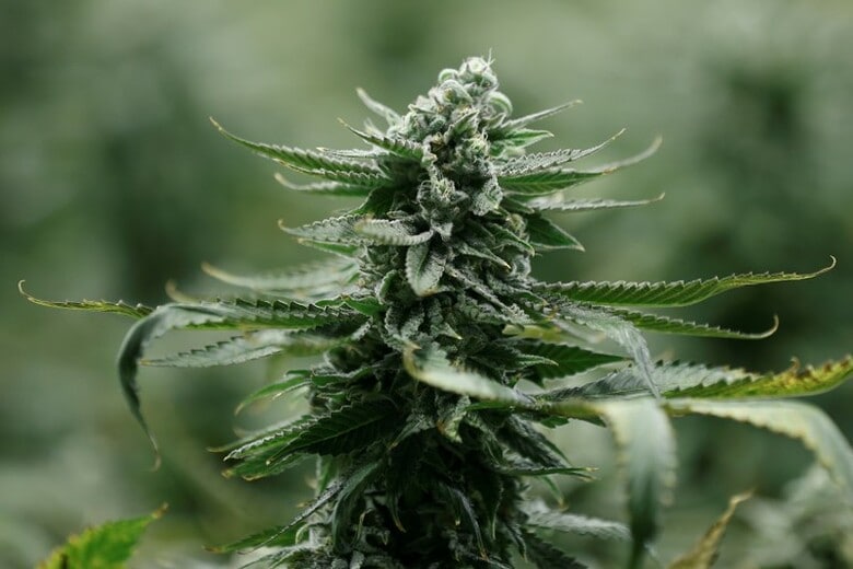 ２月１６日、医療用大麻を栽培するカナダのキャノピー・グロースが、世界の製薬大手に挑もうとしている。写真は、加オンタリオ州にある同社の大麻栽培施設で１月撮影（２０１８年　ロイター/Chris Wattie）