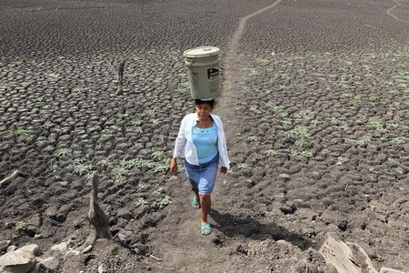 　５月１４日、米気象予報センターは太平洋の海面温度が上昇するエルニーニョ現象が夏まで継続する確率を前月の７０％から９０％に引き上げた。ニカラグアのサンタイザベルで昨年８月撮影（２０１４年　ロイター/OSWALDO RIVAS）