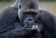 「彼には自分のスマホが必要だ」カメラロールで意中の相手を探すゴリラ