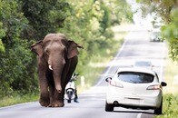 野生のゾウがトラックをひっくり返す決定的瞬間