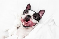 【動画】午前2時、眠る飼い主の隣で枕相手に「一定のペースで」腰を振り続ける犬