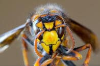スズメバチが生きたままカマキリに食べられる動画が、アメリカでバズる理由
