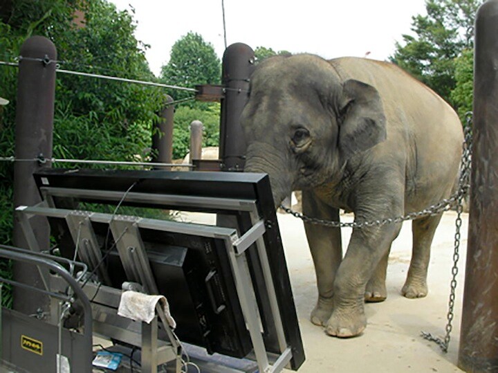 タッチパネルでテストするアジアゾウ　Credit: Ethological Society and Springer Japan KK, part of Springer Nature 2018