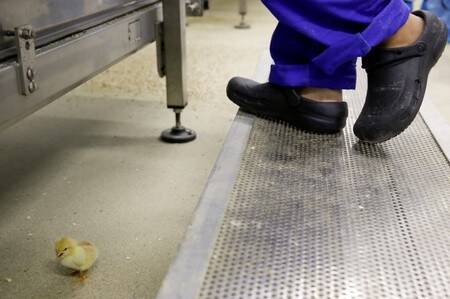　７月９日、豚肉、牛乳、野菜など、中国ではあらゆるものの生産が刷新されており、これまで農家の裏庭で行われていた鶏卵を生むためのめんどり育成も、「工業化された農業」へとシフトしつつある。写真は６月、中国河北省邯鄲（かんたん）にある最先端の孵化場（２０１８年　ロイター/Thomas Peter）