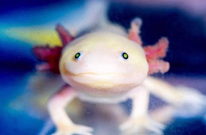 幼生の形態を保持したまま成熟する「ネオテニー（幼形成熟）」もその能力の要因か？　Matthew Modoono/Northeastern University