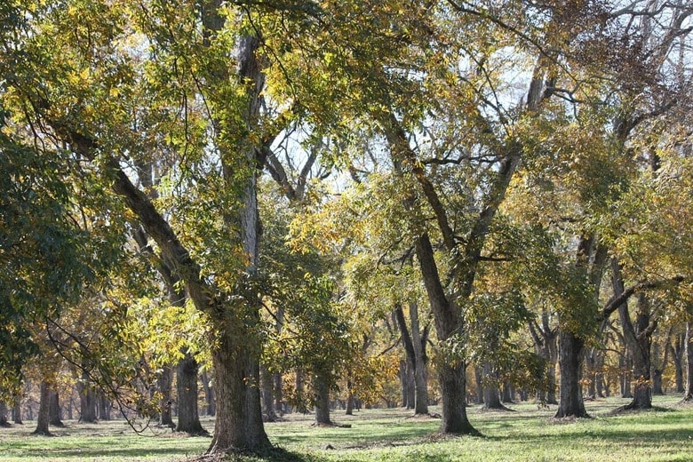 クルミ科ペカン属に属するヒッコリーの木がその名の由来に（写真はイメージです）　KathyKafka-iStock