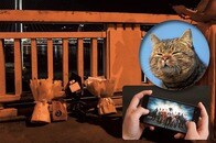 ゲーム請負人の自殺から「大炎上」...中国「太った猫」事件とは？ お供えはフードデリバリー？