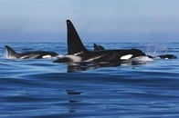 【動画】ホホジロザメを食べるシャチの群れ