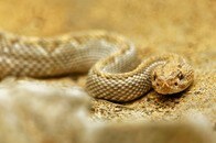 細身ヘビ、極太ナマズを丸のみに...ネット騒然