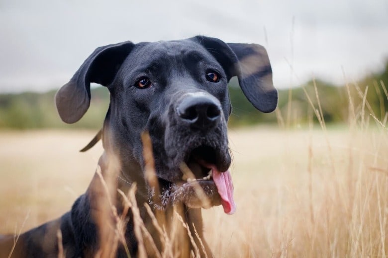 保護犬の中には虐待を受けた犬も（写真はイメージです）　Oliver Bichard-Unsplash