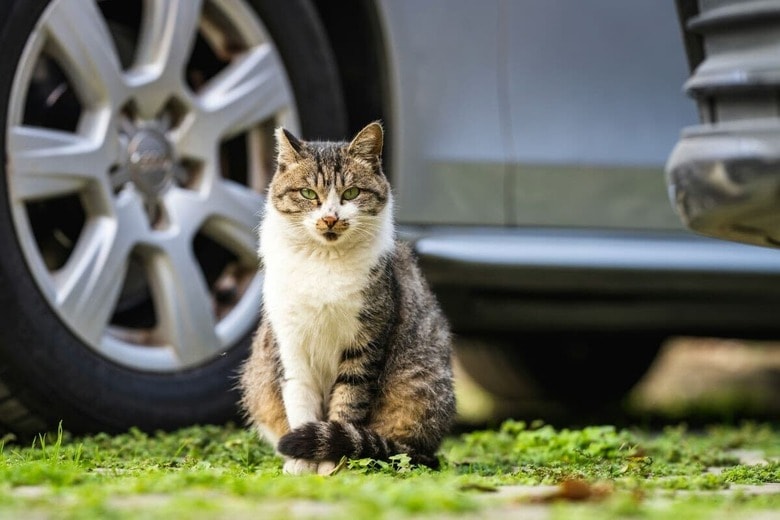 猫が車にはねられる事故は後を絶たない（写真はイメージです）　Li Lin-Unsplash