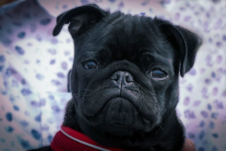 ユニークな表情で人々をハッピーにする犬（写真はイメージです）　Nick Fewings-Unsplash