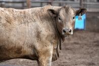 アングル：害虫発生に伴う国境封鎖　メキシコ牛肉産業に追い風、米側は打撃