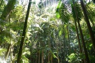 【写真】「ゾンビツリー」ことロダムニア・ゾンビ