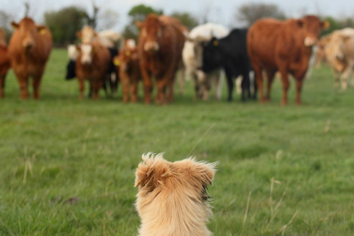 アメリカで再燃した肉食バエ、家畜に続いて犬にも寄生…牛肉価格高騰の恐れも | ニューズウィーク日本版