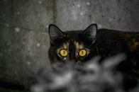 【動画】ゾッとした...猫が見つけた謎の隠し部屋、中はさらに不気味だった