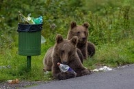 観光客によるヒグマへの餌付けで凶暴化...74歳女性が「9頭のクマ」に食い荒らされた惨劇も