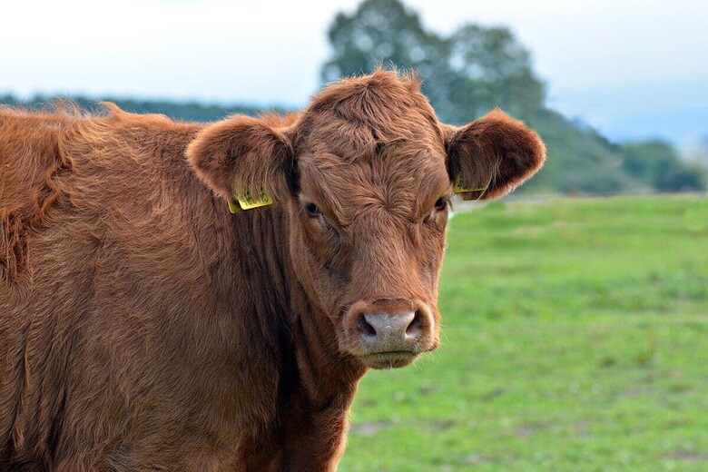 （写真はイメージです）　Marie Charouzova-Shutterstock