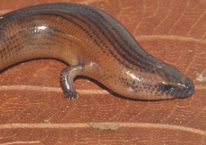 ヘビのようなトカゲが再び四肢を持つようになった進化の過程が明らかに　Photo by Philip Bergmann