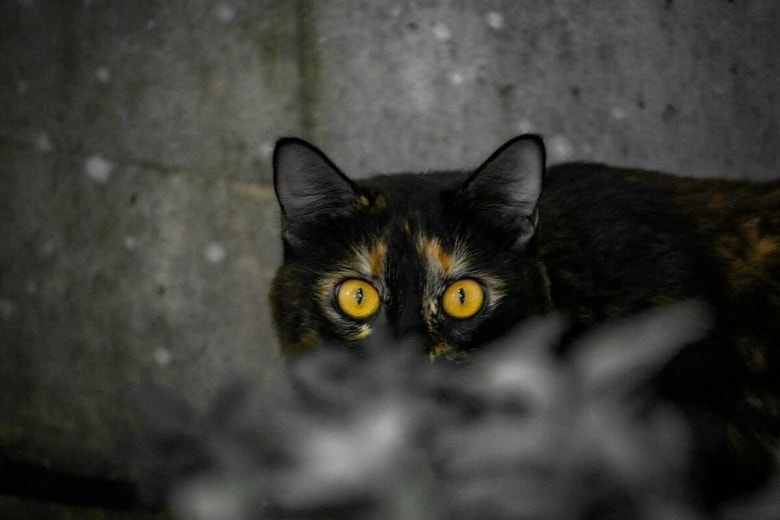 好奇心いっぱいの猫が発見したのは...（写真はイメージです）　Flow Kanso-Unsplash
