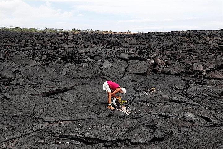 約１年前に発生したキラウエア火山の大噴火で避難を余儀なくされていたハワイ島カポホの住民らが、変わり果てた「自宅」に帰還し始めている。写真は、敷地にココナツの木を植える住民。１日撮影（２０１９年　ロイター/Terray Sylvester）