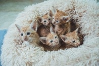 【動画】2つの顔を持つ「ヤヌス猫」が生まれた...「きっと生きられる」の声も
