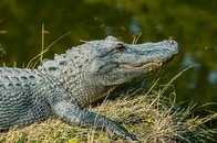 ワニにかまれた15歳少女の足に深く残る歯形...衝撃の傷跡が映像に