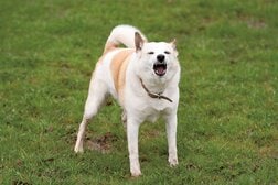 犬のほえ声は何を伝える？　AIがほえ声に潜むパターンを分析して「犬の言葉」を解読へ