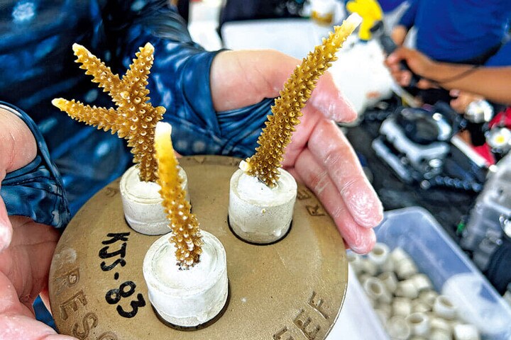 サンゴの研究の様子