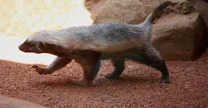 地球で最もどう猛な陸生動物と呼ばれる｢ラーテル｣とは？　&copy; Jean - CC-BY-2.0