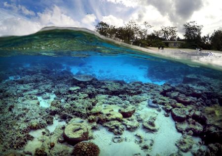 　６月１９日、国連のグテレス事務総長は、公海の環境保護と生物多様性保護を明記した法的拘束力のある初めての協定が採択されたと発表した。写真は２０１５年６月、豪クイーンズランド州バンダバーグの北東に位置するレディーエリオット島で撮影（２０２３年　ロイター/David Gray）